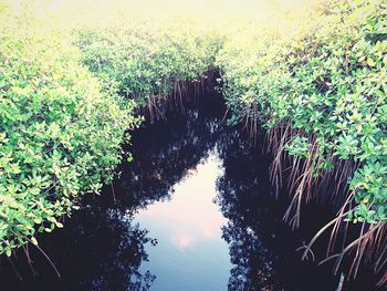Reflection of trees on water