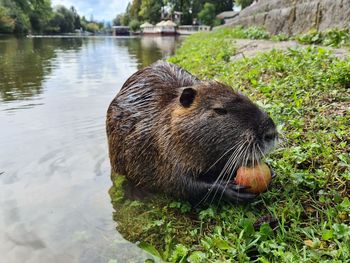 Close-up of duck in lake