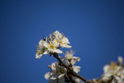 Low angle view of white flowering against clear blue sky