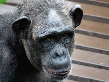 Close-up portrait of chimpanzee 