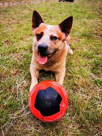 High angle portrait of a dog on field