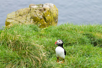 Close-up of bird on field