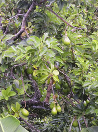 Low angle view of fruits on tree