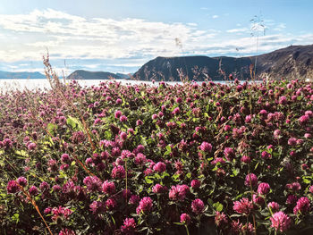 Pink flowering plants on field against sky