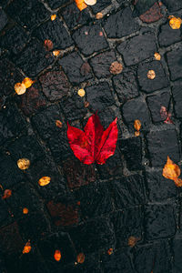 High angle view of maple leaves on street