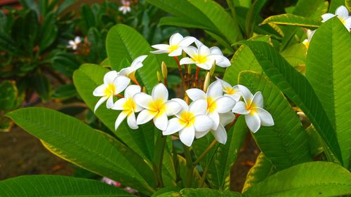 Close-up of white flowers