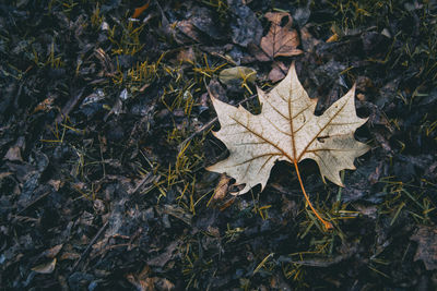 Dry leaf fallen from a tree in autumn surrounded on the ground by rotten leaf blade