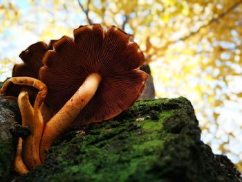 Close-up of mushroom on tree