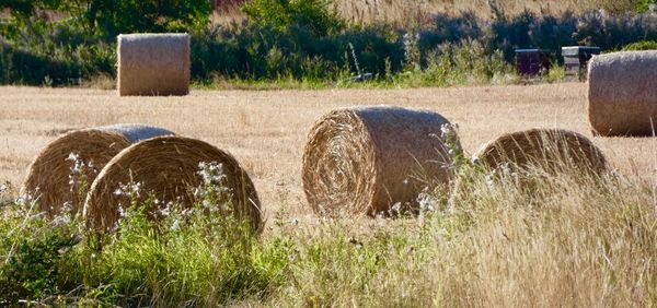 Hay bales on field