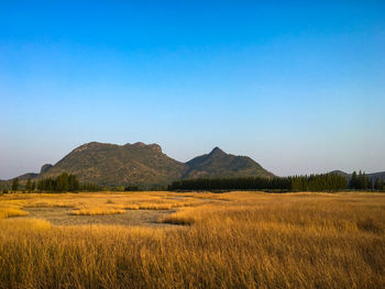 Scenic view of field against clear blue sky