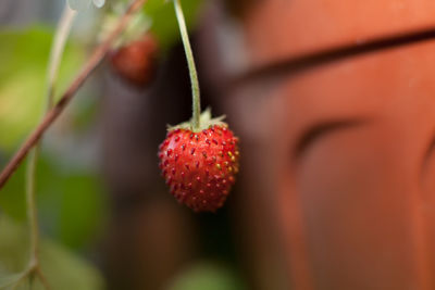 Close-up of strawberry growing on plant