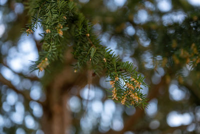 Close-up of pine tree