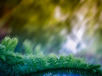 Close-up of fern leaves against blurred background