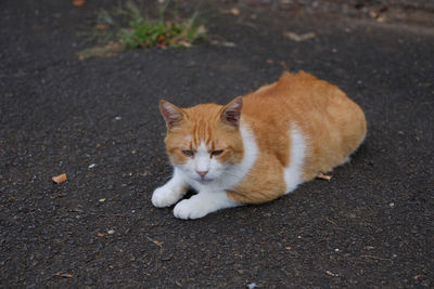 Cat sleeping on street