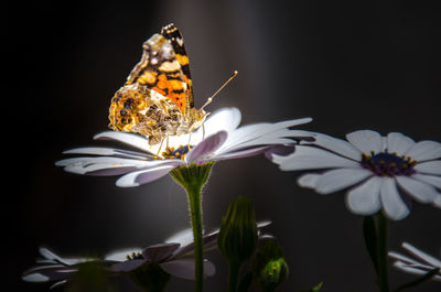 Close-up of butterfly pollinating on flower