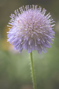 Close-up of purple flower blooming outdoors