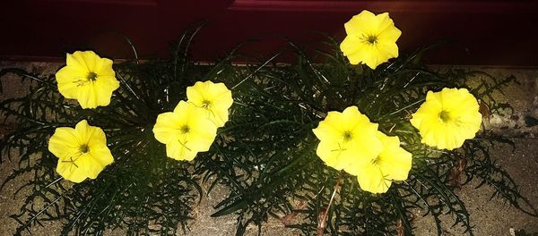 High angle view of yellow flowering plant