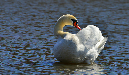 Swan floating on lake