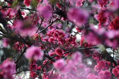 Close-up of pink cherry blossoms in spring