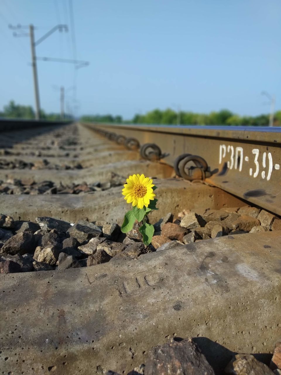 YELLOW FLOWERS ON RAILROAD TRACKS