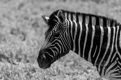 Side view of a zebra