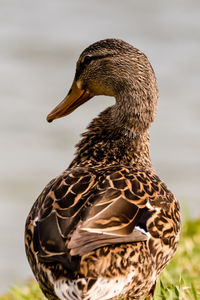 Close-up of female mallard duck