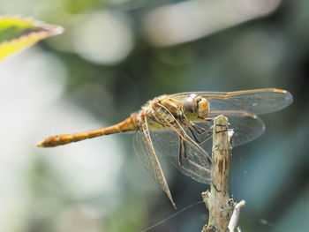 Close-up side view of dragonfly on stem