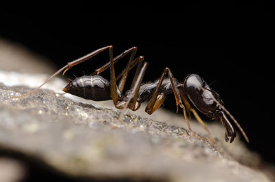 Close-up of ant on rock