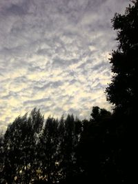 Low angle view of trees against sky