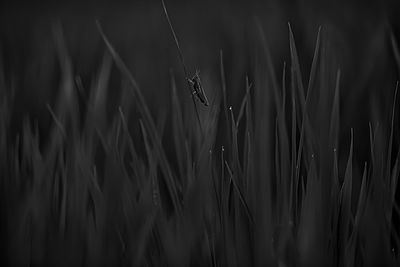 Close-up of insect on grass
