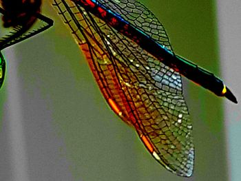 Close-up of butterfly on leaf