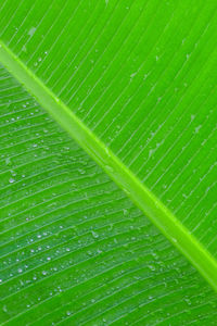 Full frame shot of palm leaves