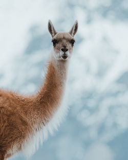 Portrait of guanaco