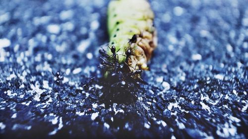 Surface level of plant