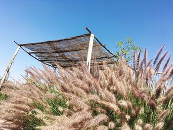 Plants growing on field against clear blue sky