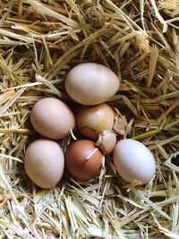 High angle view of eggs in nest