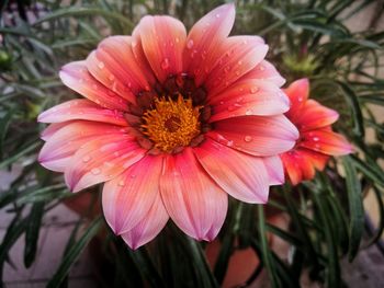 Close-up of pink flower