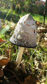 Close-up of mushroom growing on field