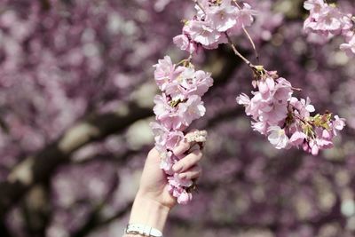 Close-up of pink cherry blossom tree