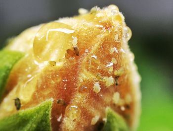 Close-up of crab on flower