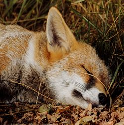 Close-up of a sleeping fox
