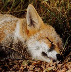 Close-up of a sleeping cat