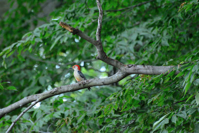 Bird perching on a tree