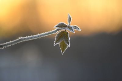 macro photography