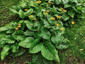 High angle view of plant growing on field