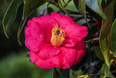 Close-up of pink rose flower