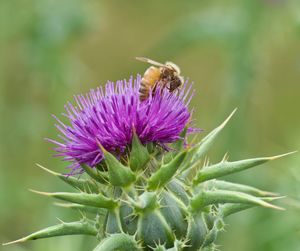 Close-up of bee pollinating on thistle flower