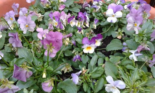 Close-up of purple flowers