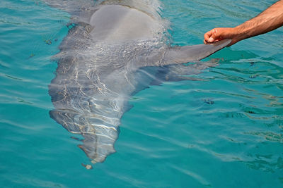 Man swimming in sea