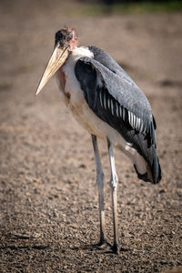 Marabou stork stands on pebbles facing camera